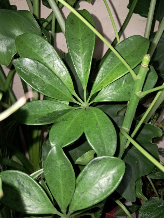 Шеффлера Мохито.