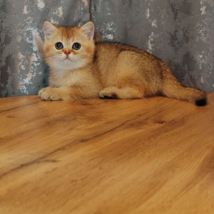 Котята Девочка шиншилла золотая