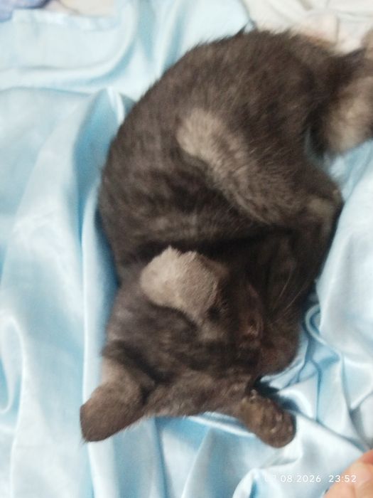Нашли котёнка ,  отдам в добрые руки