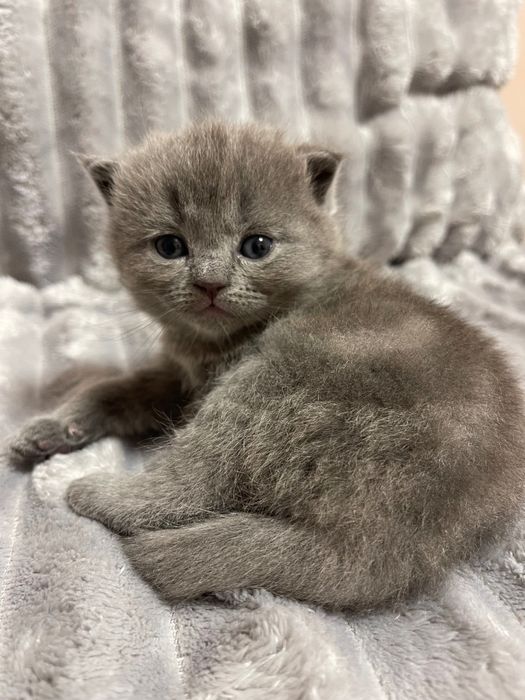 Вислоухие Шотландские Скоттиши