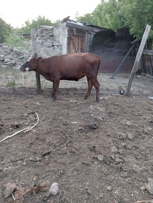 Продаю КРС, лошадь