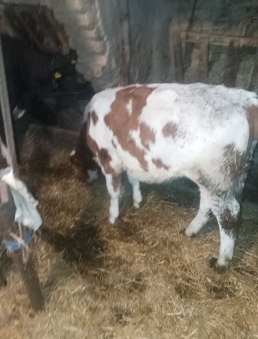 Vând doi vitei ovitea și un tăuraș