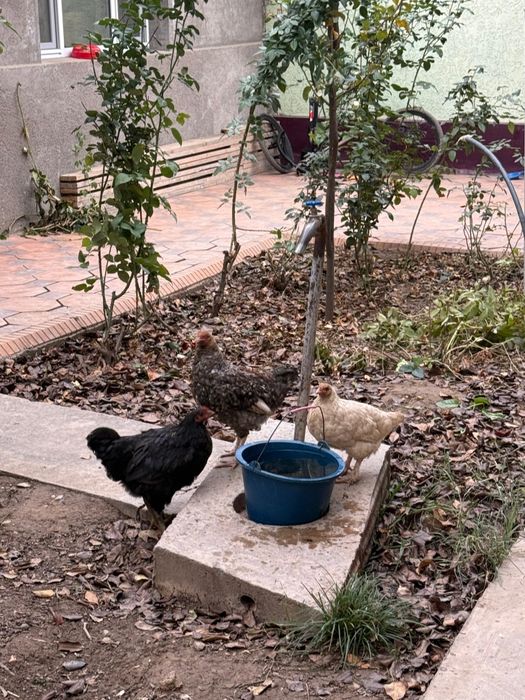 Куры несушки фабричные