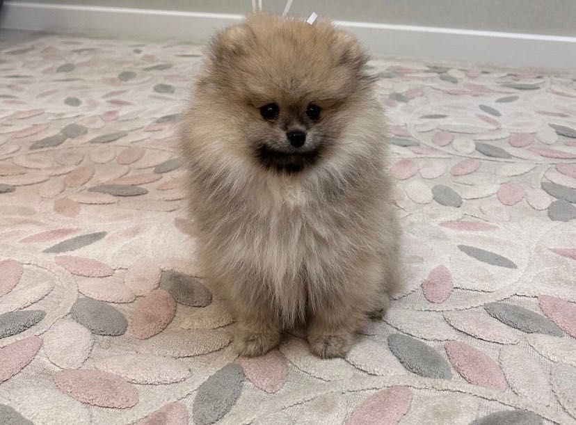 Щенок немецкого шпица ищет заботливого хозяина