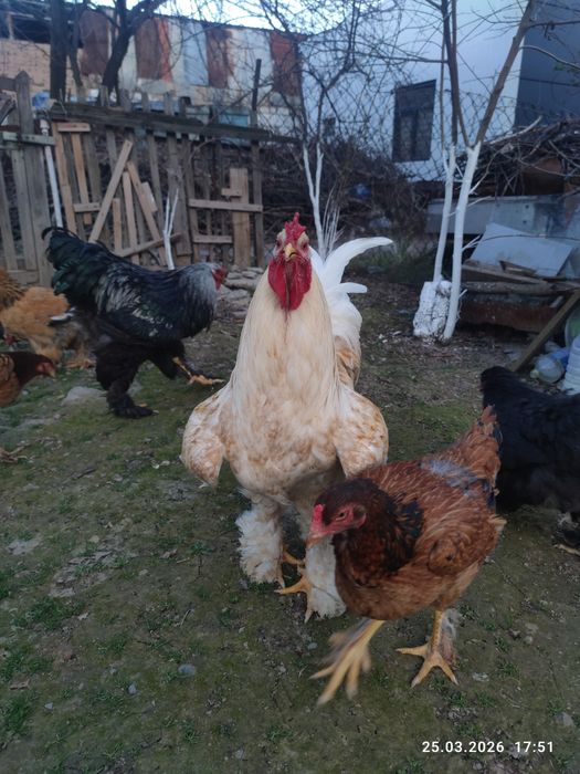 Продаётся чистокровный брама,10 месяцев крупный цвет белое золот