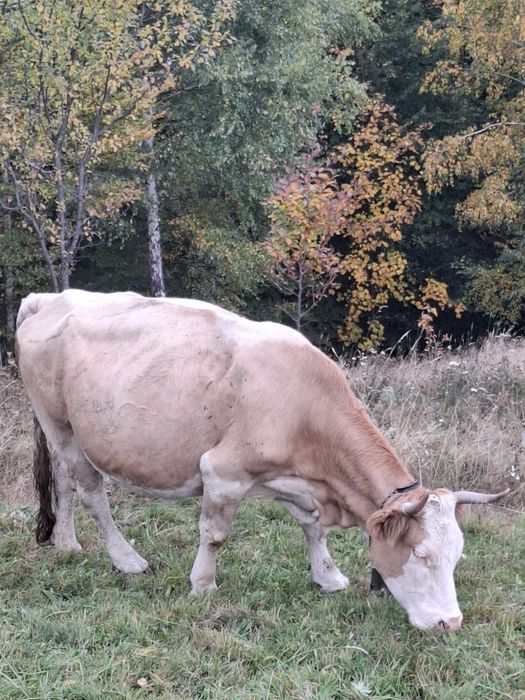 Vaci de vânzare  tinere