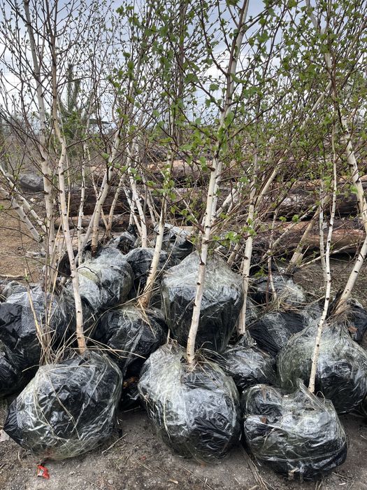 Саженцы береза кустаринки