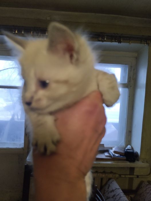 Котята сомалийской пароды