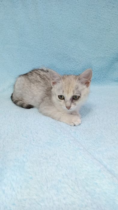 Котенок девочка 3 месяца