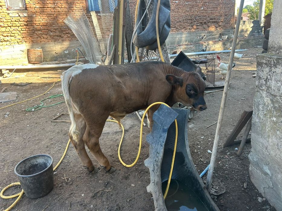 Vânt tăuraș angus