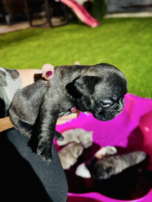 Френски булдог.