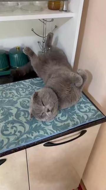 Mushuk 2 yosh parodasi Sicotish fold seriy rang erkak