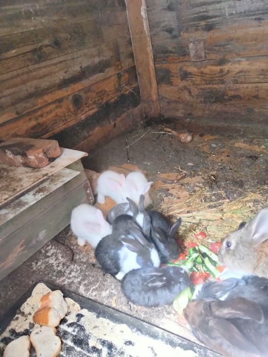 Iepurași de vanzare