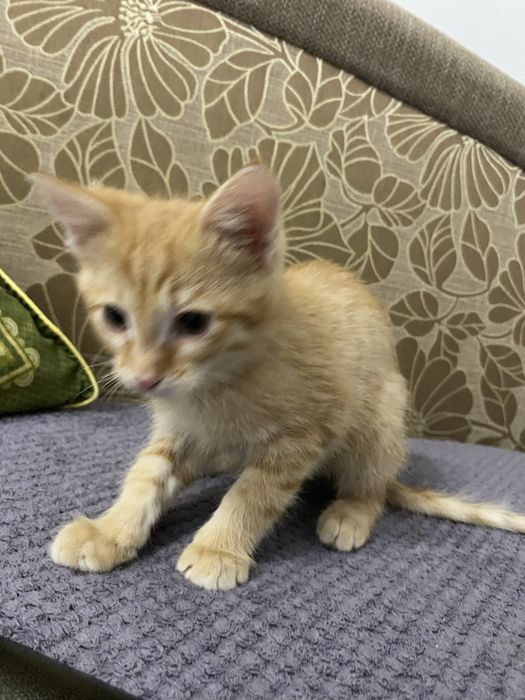 котенок 2 месяца