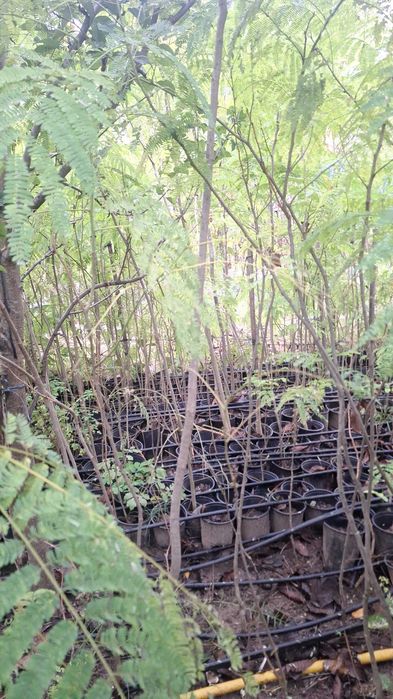 Puiet arbore de matase parfumat in ghiveci.ALBITIA