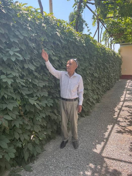 Devor va uy uchun gul