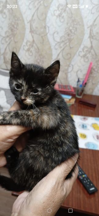 Ищем дом для котят