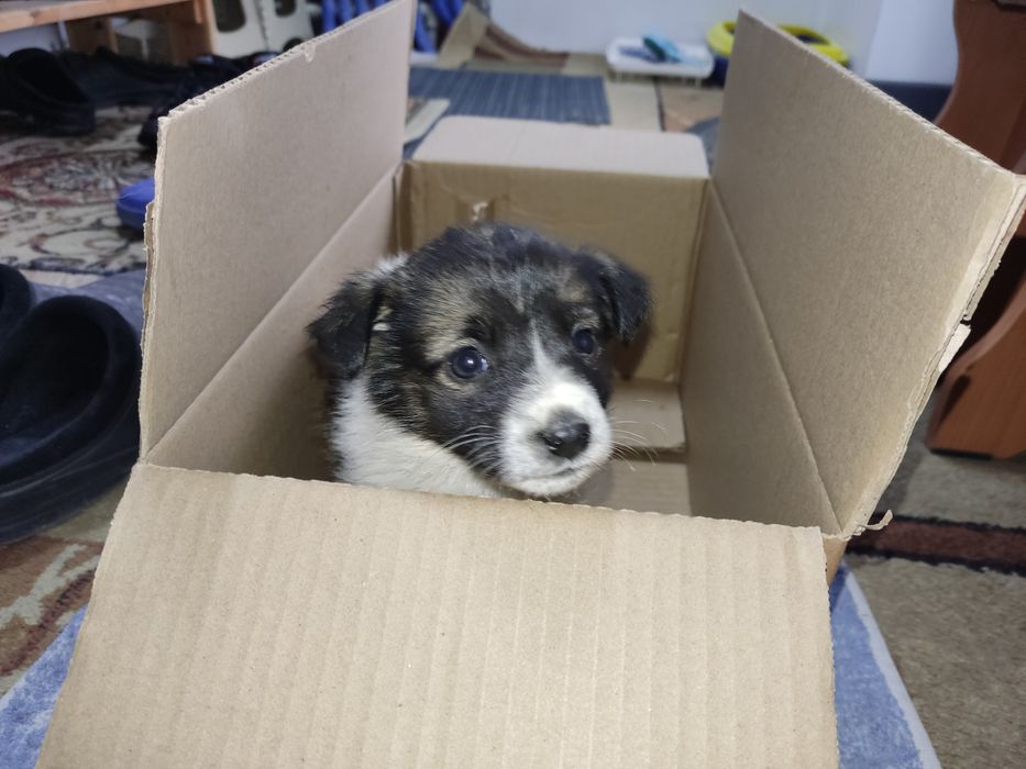 Щенок породы дворняга СРОЧНО!