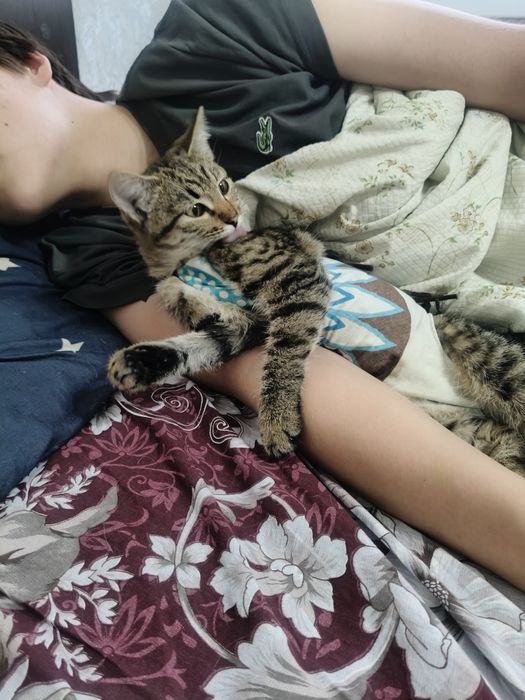 Отдам Котёнка в добрые руки.