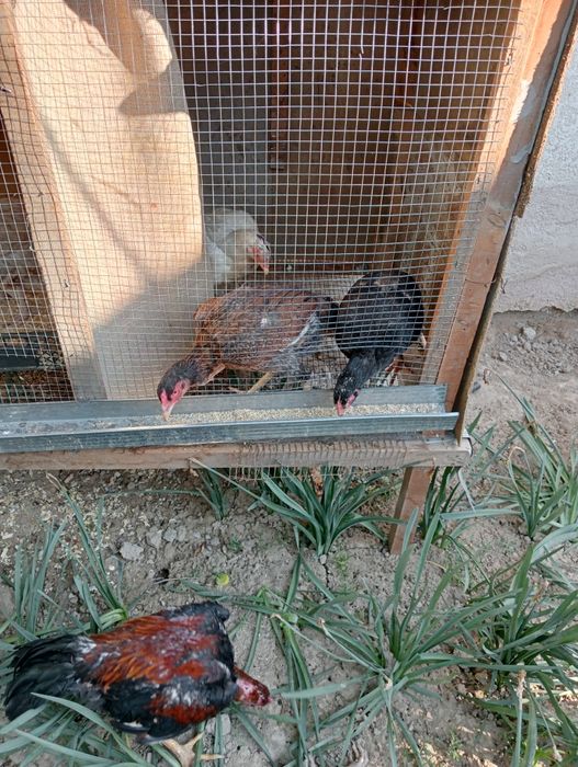 Хўроз 1 та 3 та товуқ сотилади