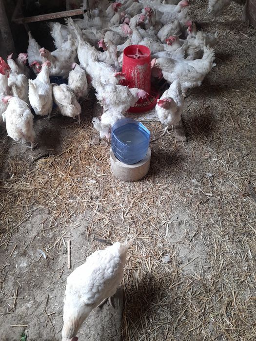 Ломан сендий товуклари сотилади