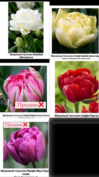 Тюльпаны к 8 марта. Оптом и в розницу