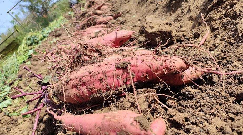 Разсад Батати и гурме картофи  Органично отглеждани.