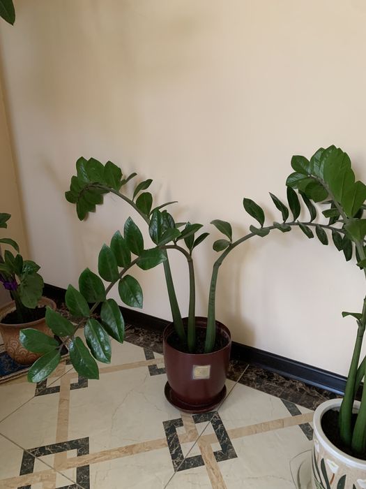 Комнатный цветок