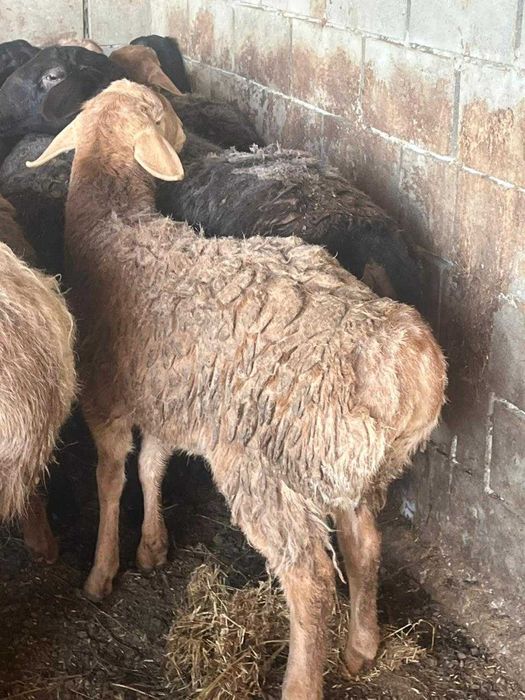 Бараны и овцы в Наримановке
