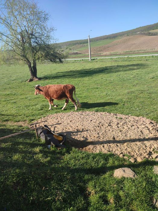 Vind vacă la a 3 fătare ,blîndă , bună de lapte,gestanta în luna a 8