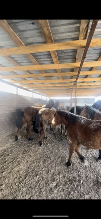 Байтал откорм семыз