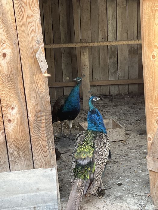 Păuni de Vânzare Rm Valcea