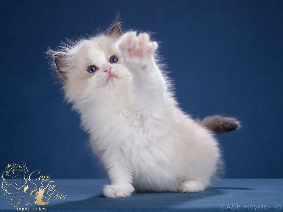 Regdoll va boshqa turdagi parodali mushukchalar