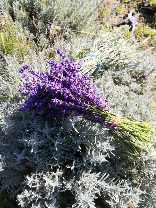Tufe de lavanda blue scent.