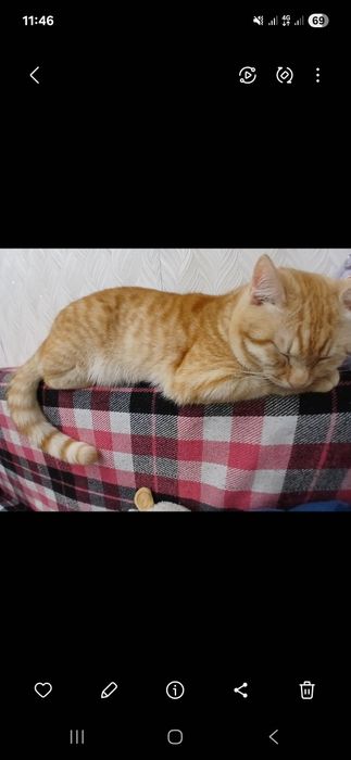 домашний милый кот