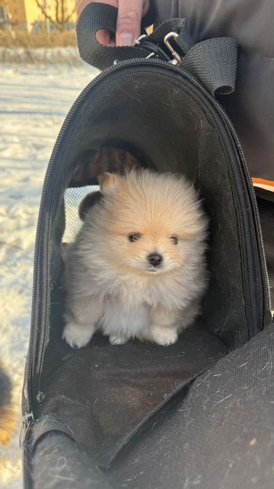 Срочно! Шпиц продается