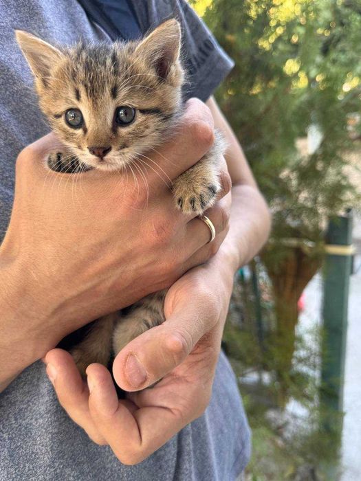 Милый котенок бесплатно даром