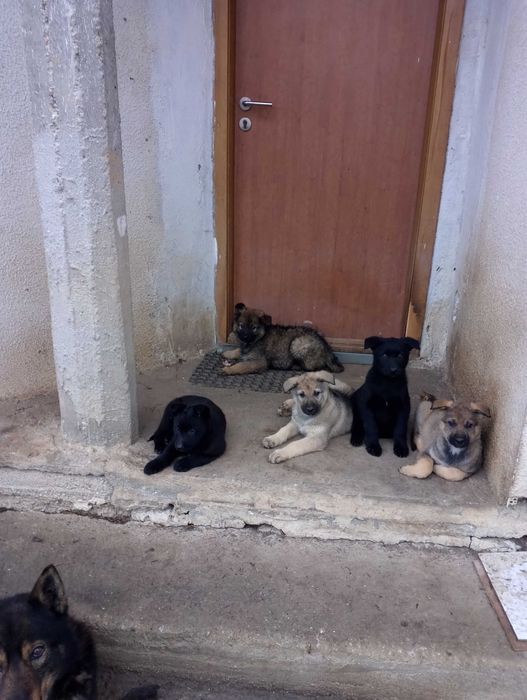 Ofer gratuit căței