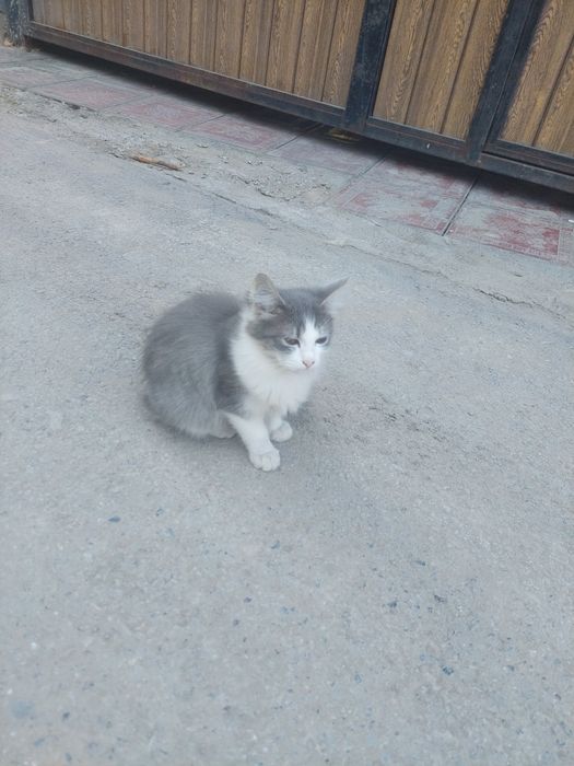 Отдам котят в хорошие руки