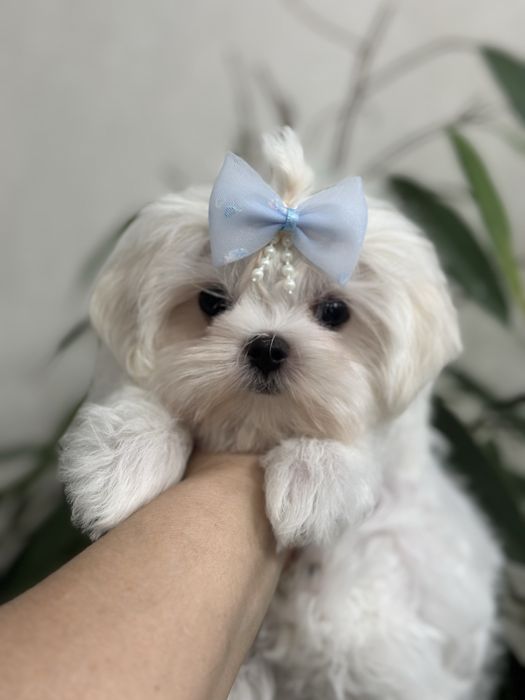 Кукольные малыши мальтезе