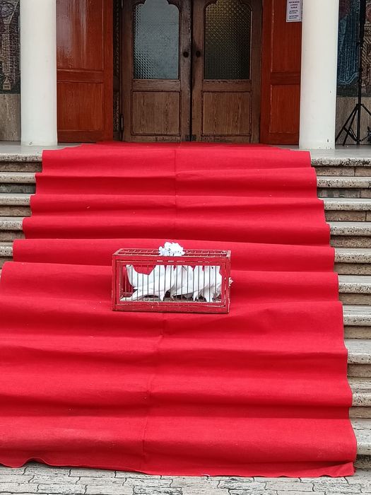 Porumbei albi pentru nunti Timișoara