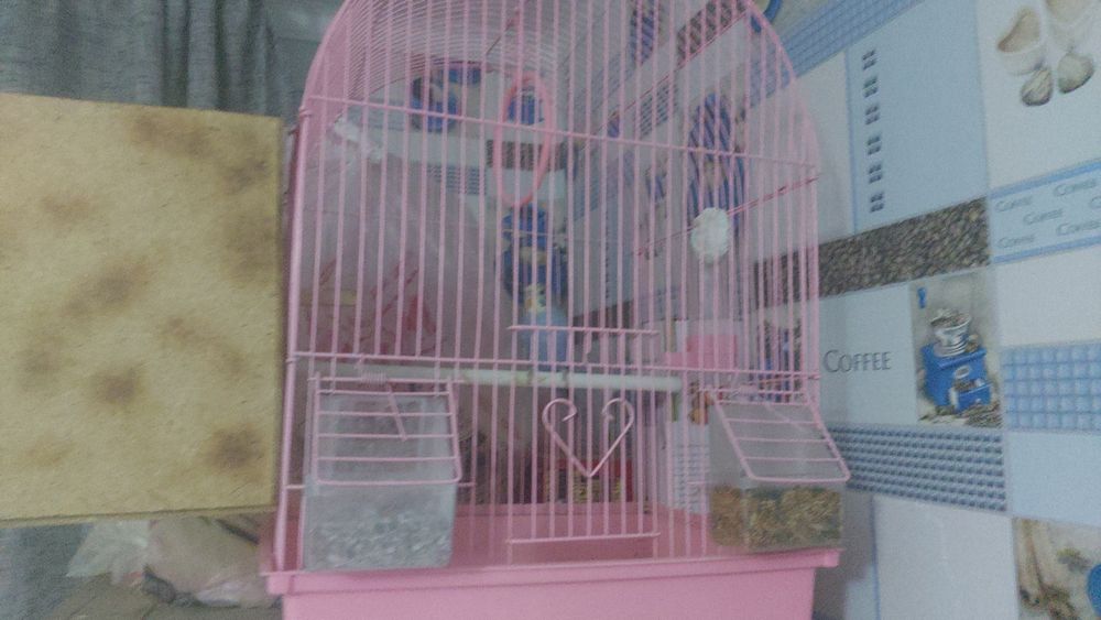 продам попугая со всеми условьями