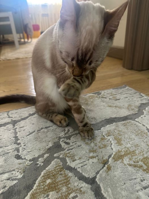 Отдам котенка бенгальский линкс