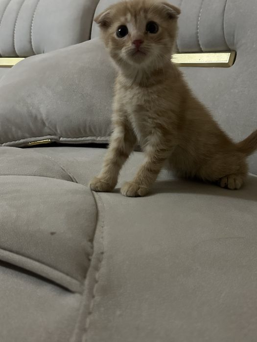 Transseksual ladyboylar