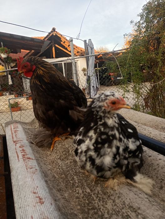 Pereche cochinchina pitic