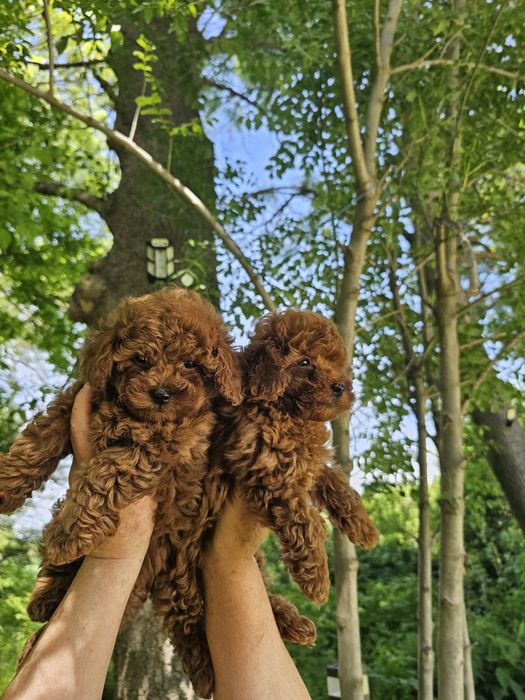 Той пудел[toy poodle)] Лицензиран развъдник