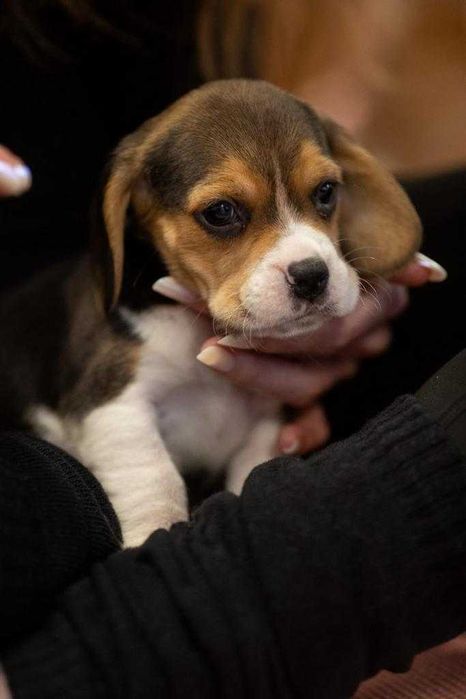 Pui Beagle cu Pedigree