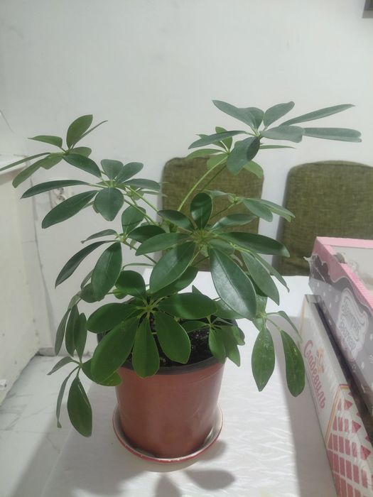 Комнатное растение -Шефлера