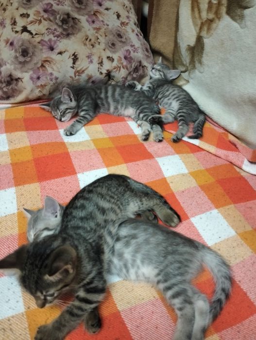 Отдам котят бесплатно