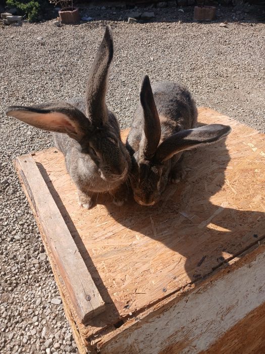 Iepuroaice uriaș german